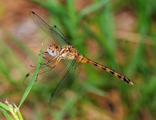 Male, immature
2009_06_06_Floyd